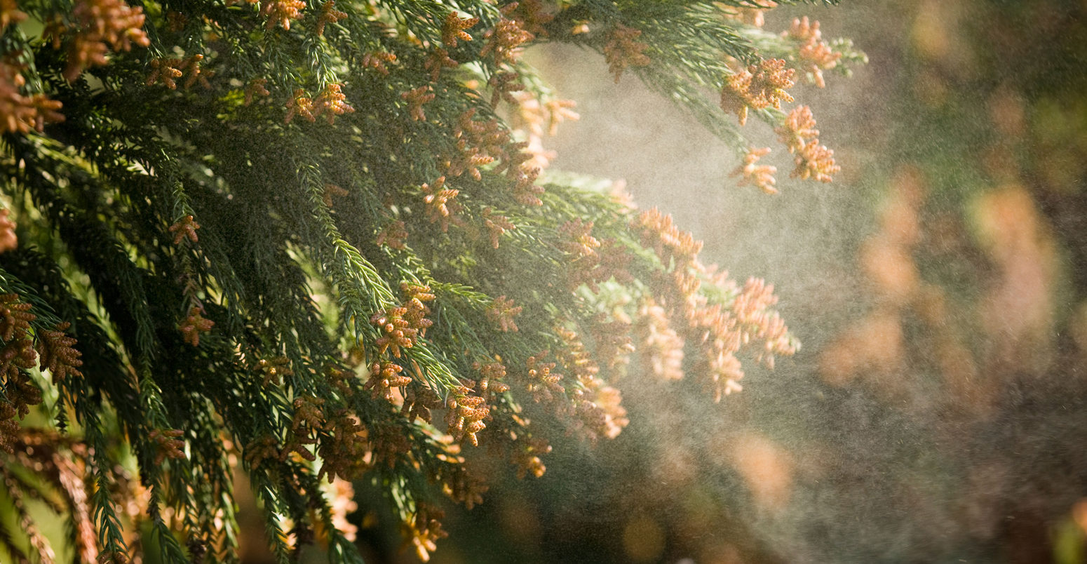 Cedar-pollen-in-the-air-Ohtsu-City