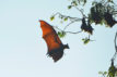 Flying fox in Battambang, Cambodia