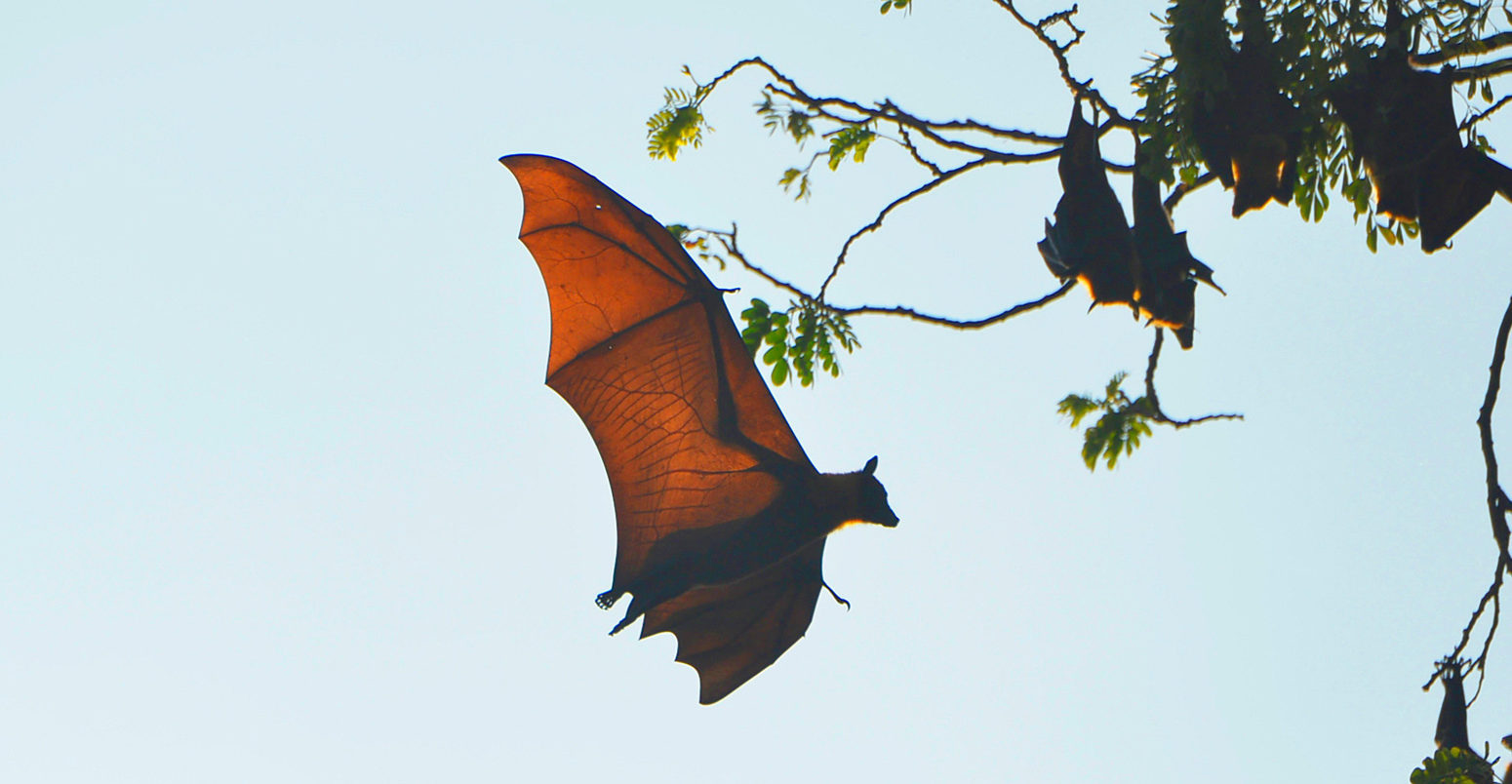 Flying fox in Battambang, Cambodia