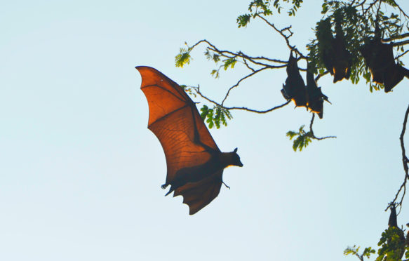 Flying fox in Battambang, Cambodia