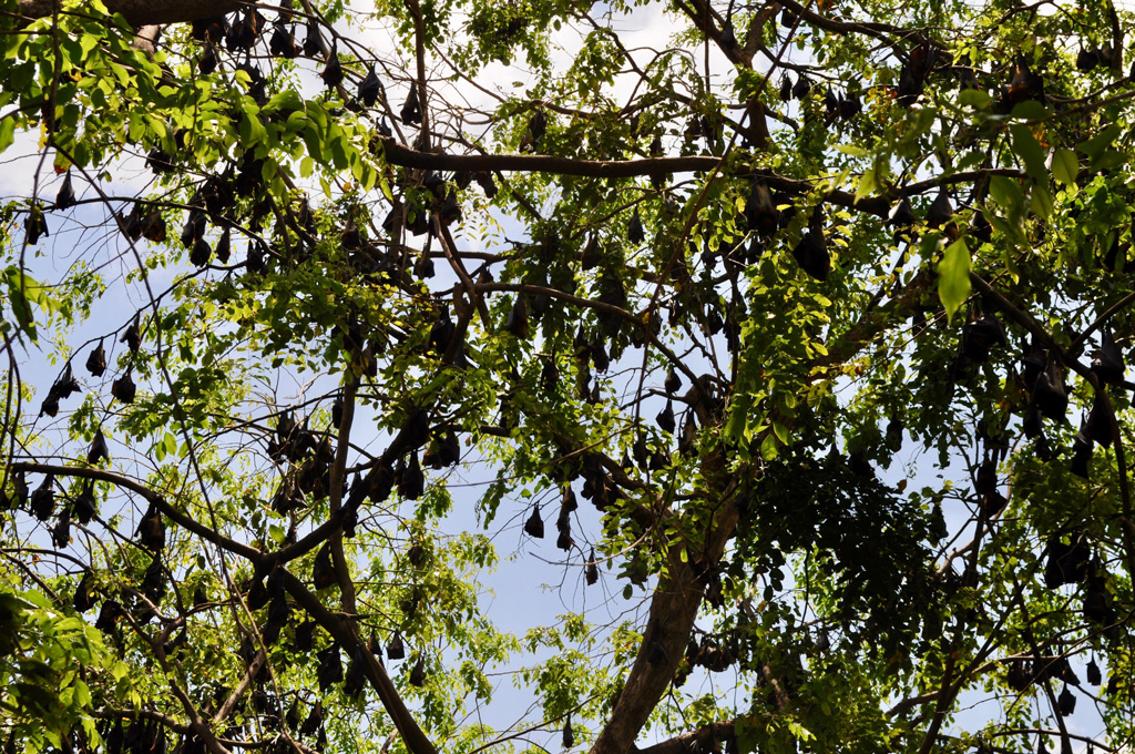Fruit-bats-hanging-on-trees-during-day,-Tioman-Island,-Malaysia