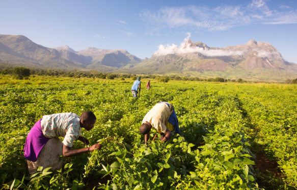 Malawian workers toil in a crop of soay below Mount Mulanje.