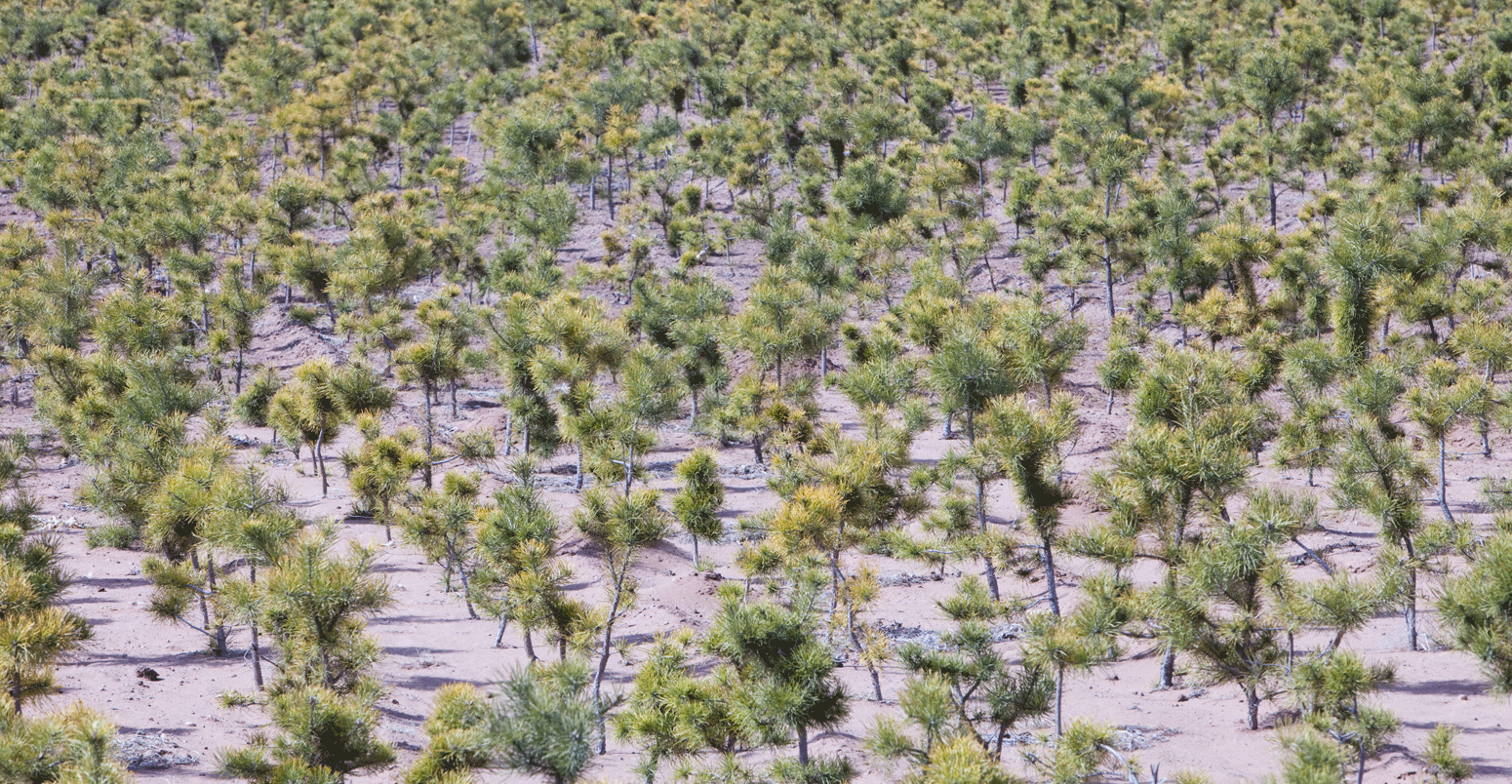 Tree-planting-in-Shanxi-province-