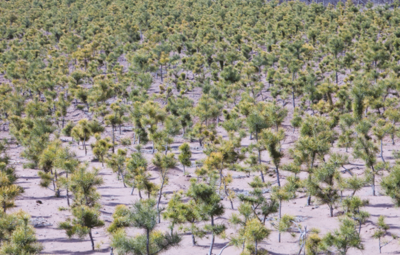 Tree-planting-in-Shanxi-province-