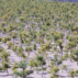 Tree-planting-in-Shanxi-province-