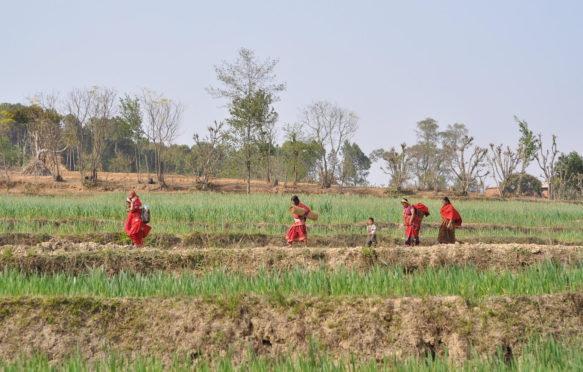 Women and children walking in the fields