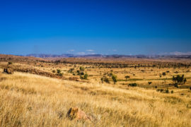 Dry grassland in Madagascar