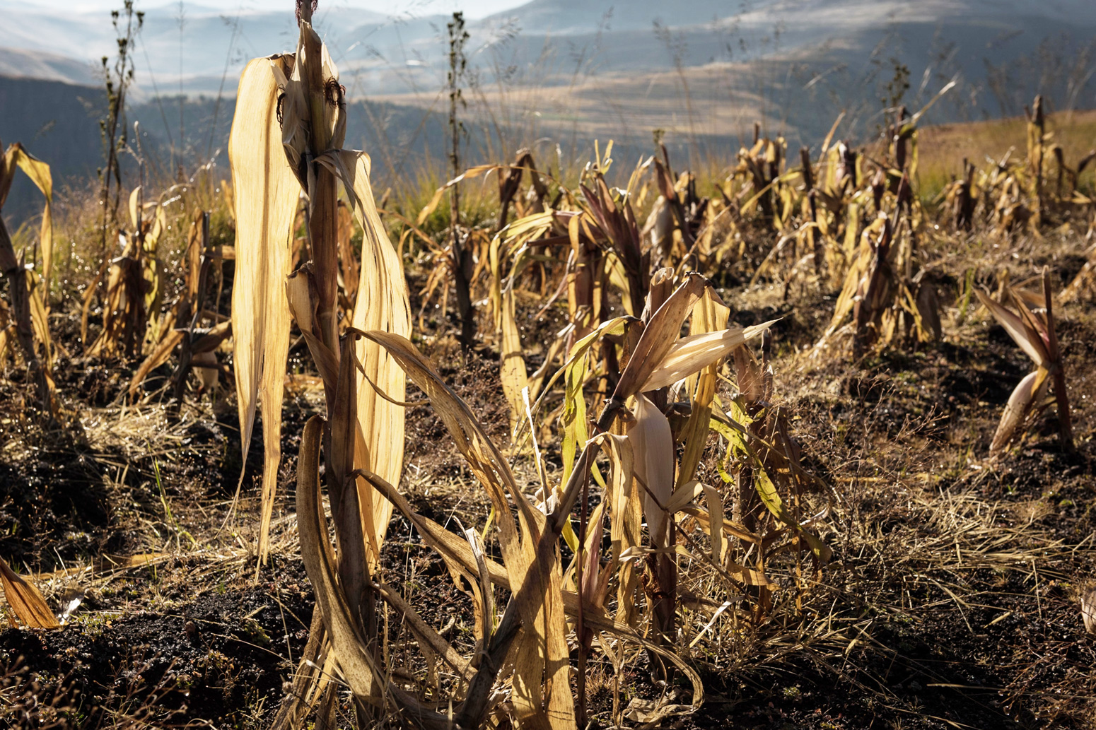 Effects Of Drought On Agriculture Biology Diagrams