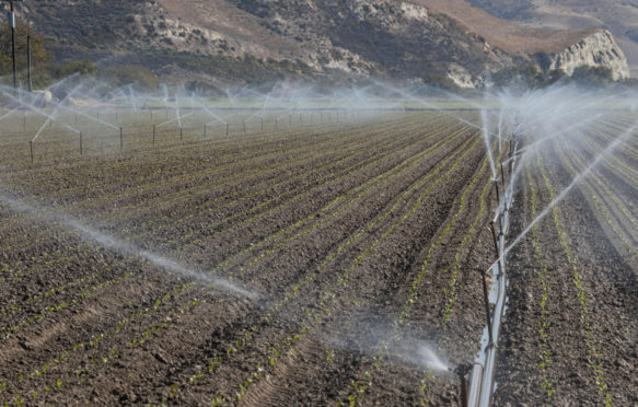 Rows-of-sprinklers-irrigate-newly-sown-and-planted-soybeans-in-a-field-in-California