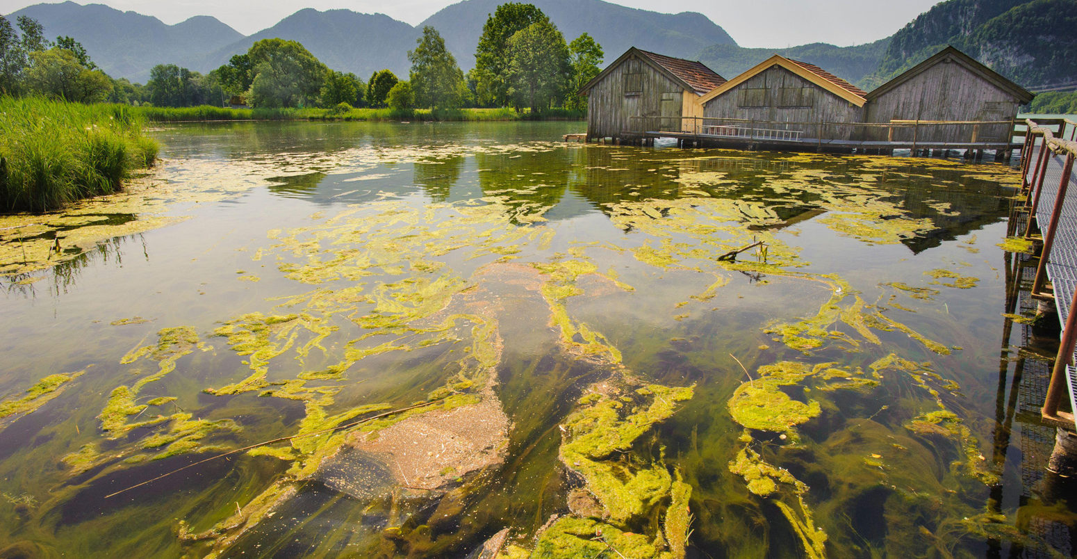 Algal bloom in lake Kochelsee in Bavaria