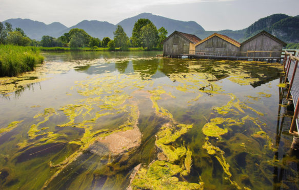 Algal bloom in lake Kochelsee in Bavaria