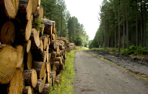 Managed-forest-with-felled-trunks