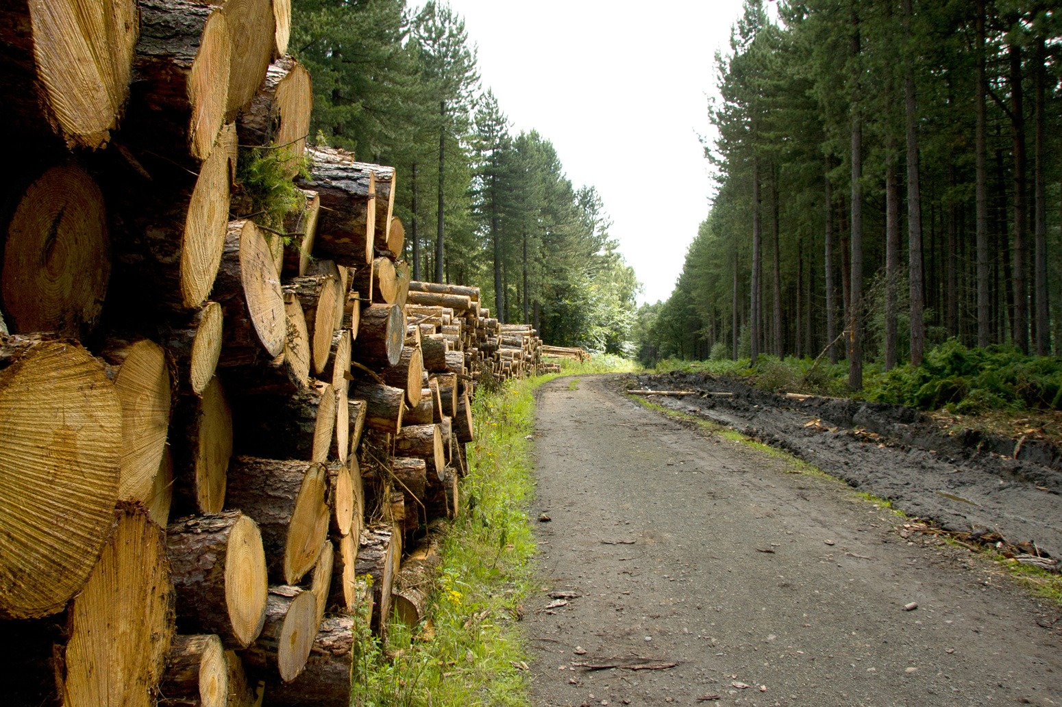 Guest post: A ‘Rosetta Stone’ for bringing land-mitigation pathways into line