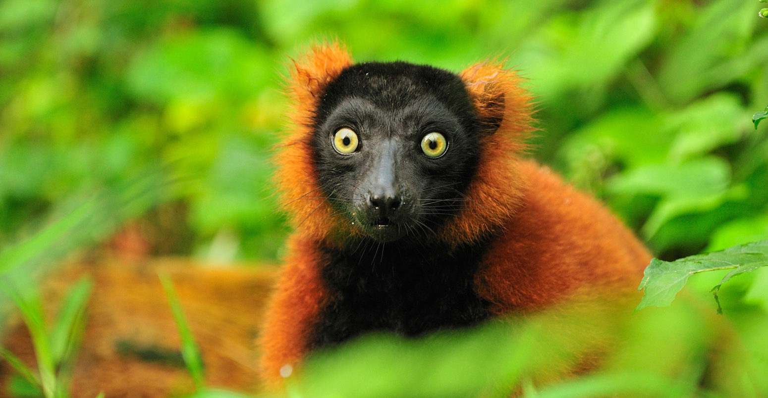 Red ruffed lemur in Masoala National Park, Madagascar