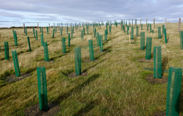 A new plantation of fir trees on the North Yorkshire Moors