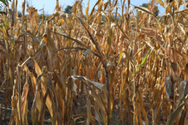 Dry maize plants and corn cobs in field in Serbia, Eastern Europe