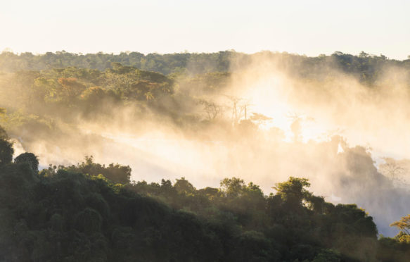 Forest and water vapour, Iguazu National Park in Brazil