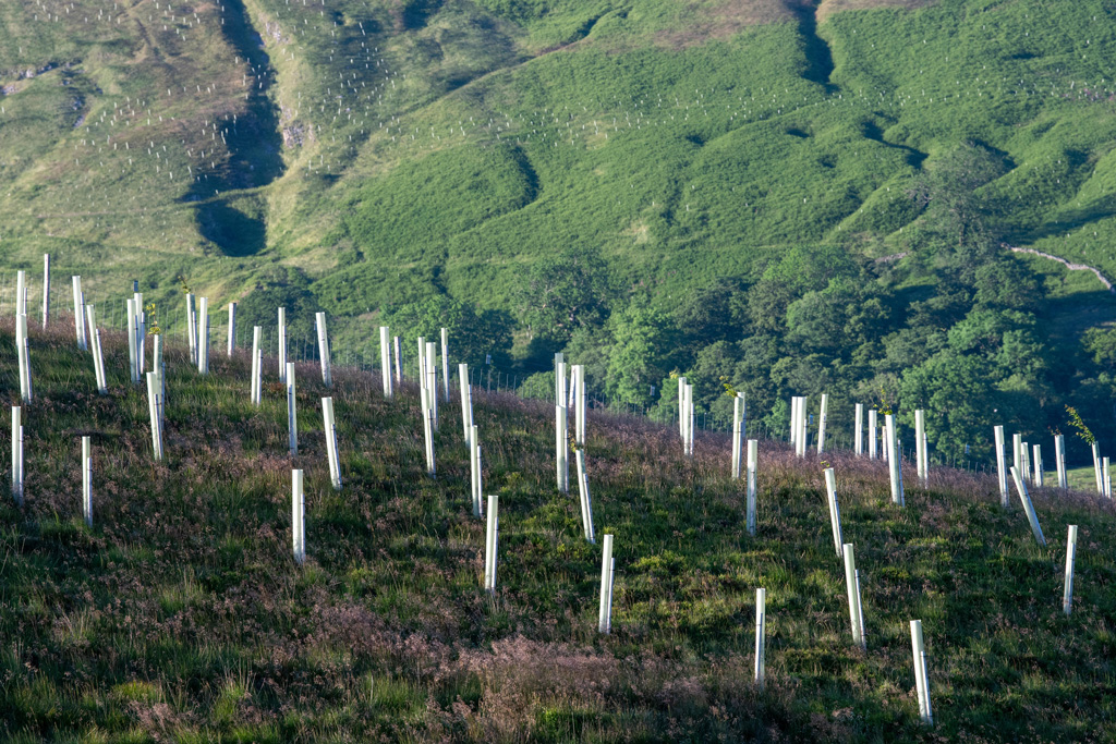 Newly planted trees on moorland, as part of a habitat restoration scheme in the Yorkshire Dales