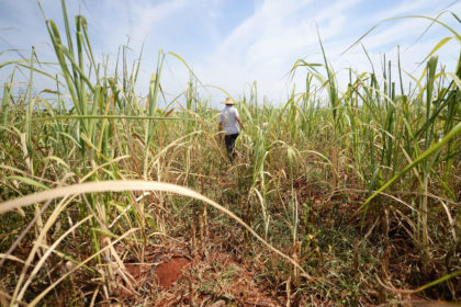 A villager is seen in a sugarcane field in Shiguoxia Village in Xuwen County, south China's Guangdong Province
