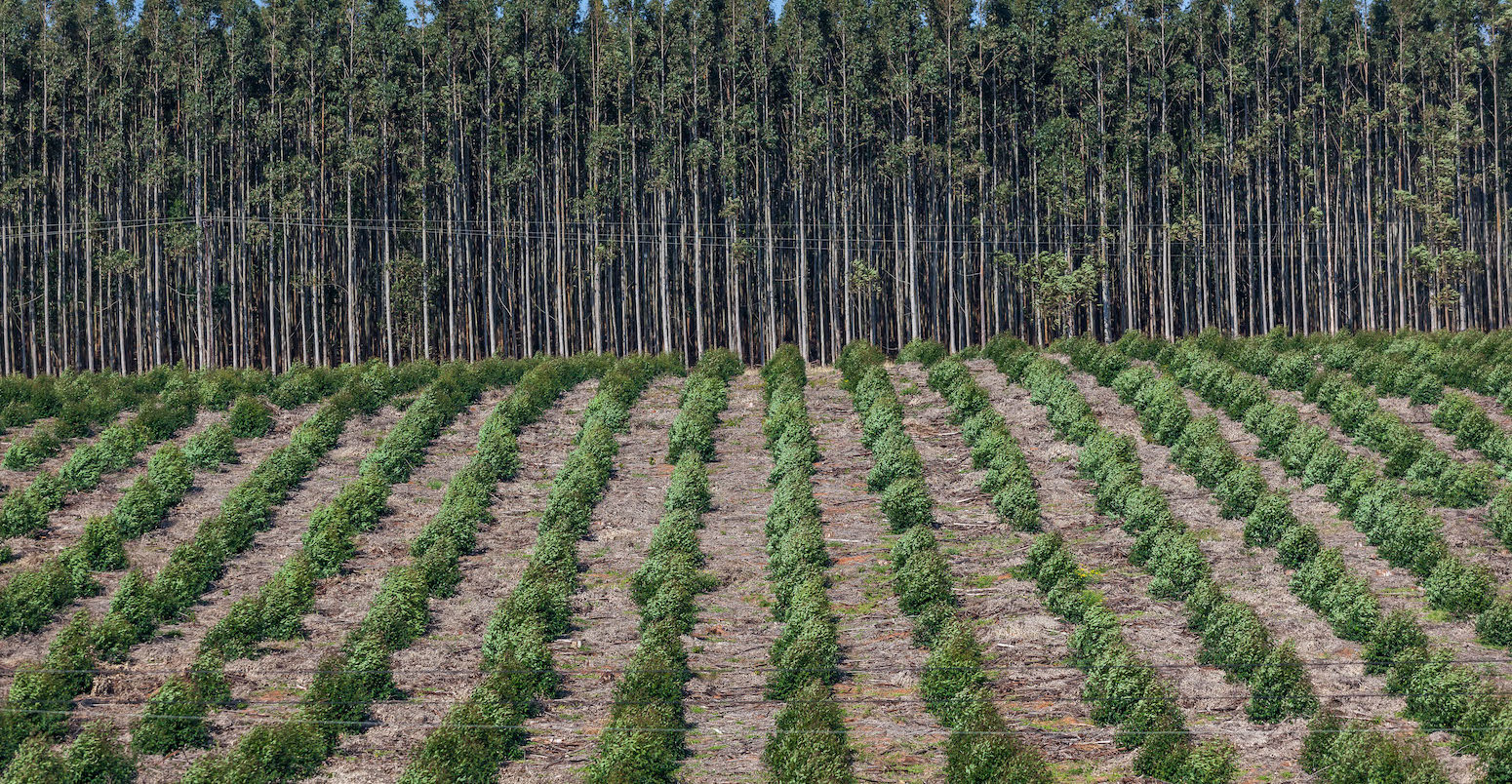 Forest plantation with young mature plants