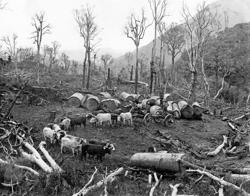 o echipă de bullock care cartează bușteni kauri în pădurile Kauri din Noua Zeelandă, circa 1900