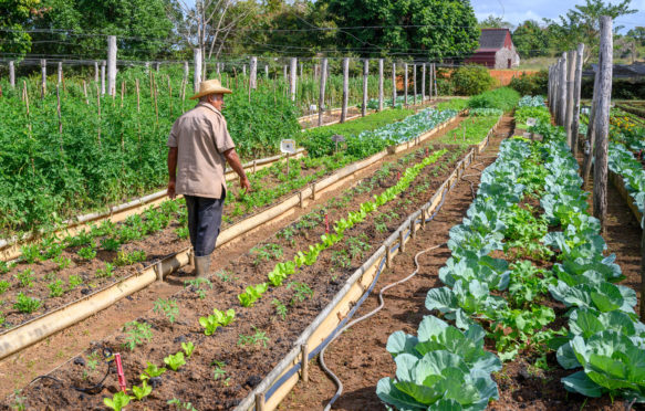 Organic produce farm in Pinar del Rio Province, Cuba