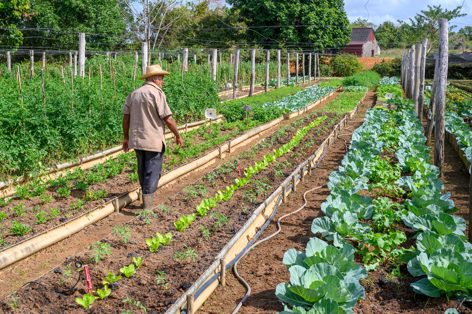 UN Report Says Small-Scale Organic Farming Only Way To Feed The