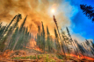 A wildfire burns through forests at the Summit Trail Fire in the Colville Reservation, Washington