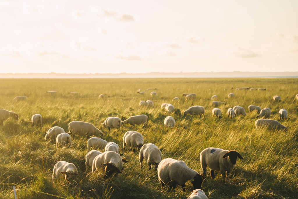 Livestock farming in north France Bretagne region