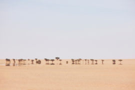 Open, flat desert, with distant Acacia Trees in Western Sahara, North Africa_ D0DHKC