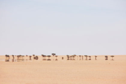 Open, flat desert, with distant Acacia Trees in Western Sahara, North Africa_ D0DHKC