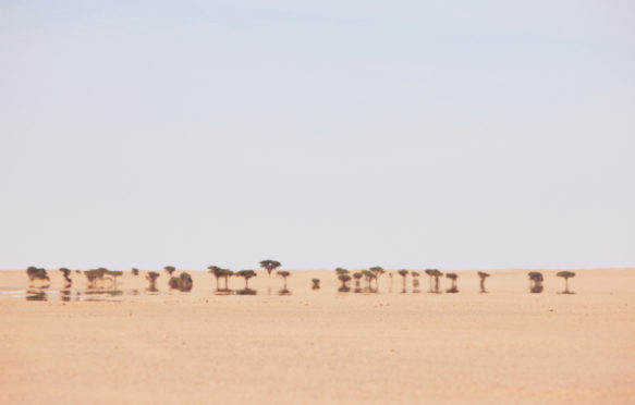 Open, flat desert, with distant Acacia Trees in Western Sahara, North Africa_ D0DHKC