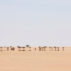 Open, flat desert, with distant Acacia Trees in Western Sahara, North Africa_ D0DHKC