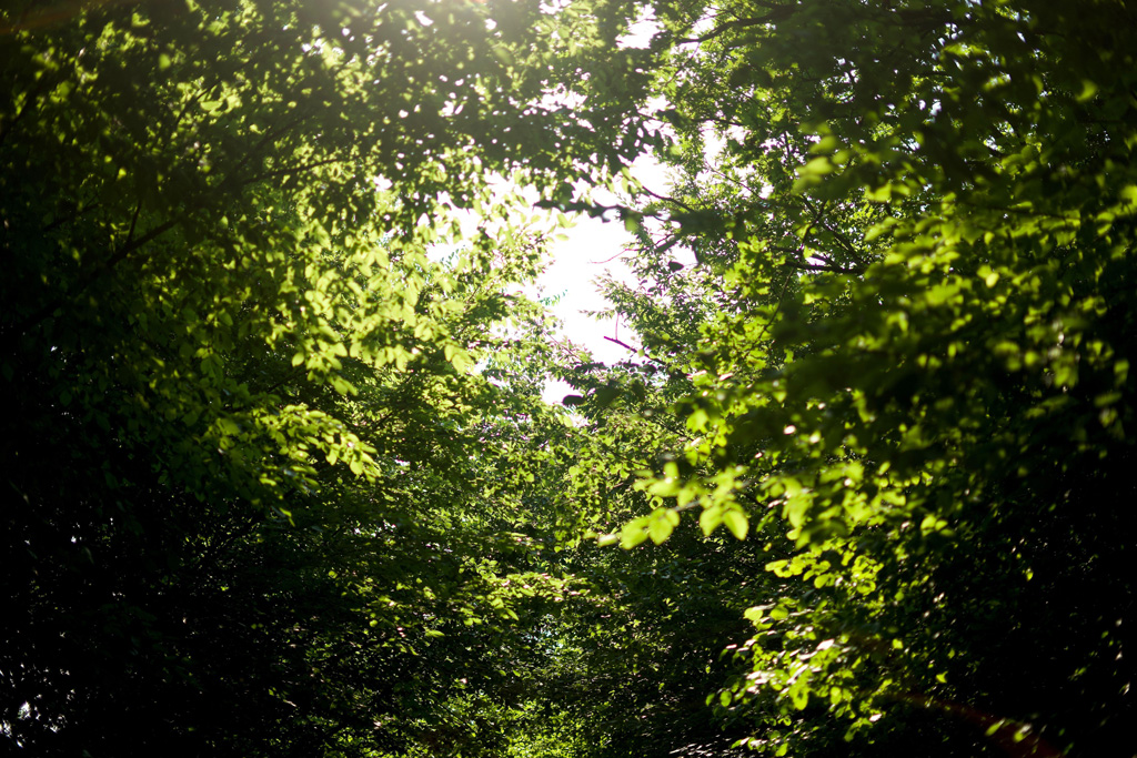 Sunlight shining through the treetops