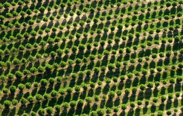 Aerial view of Eucalyptus plantation South Arica