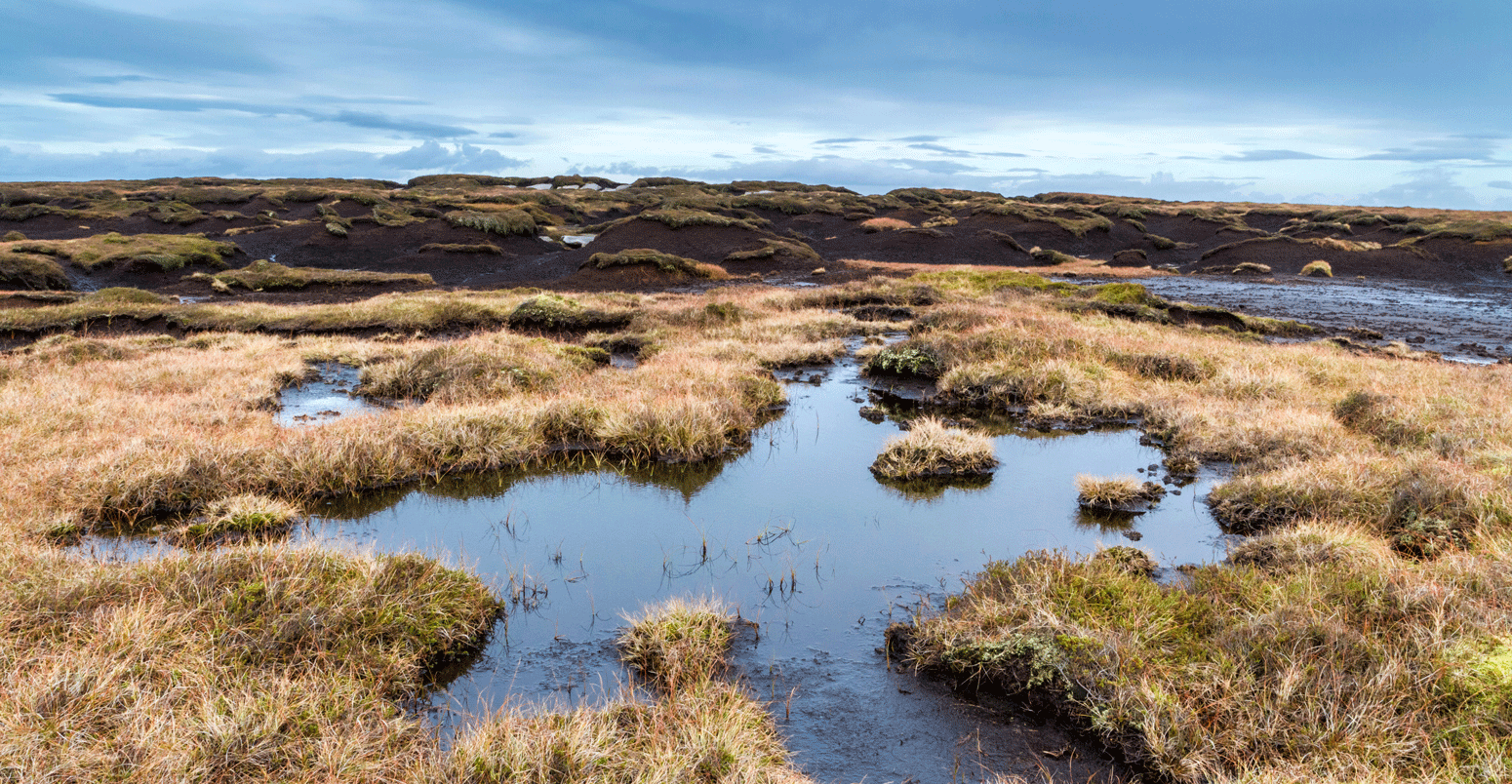 Blanket peat bog moorland on Kinder Scout, Derbyshire, Peak District National Park, England, UK