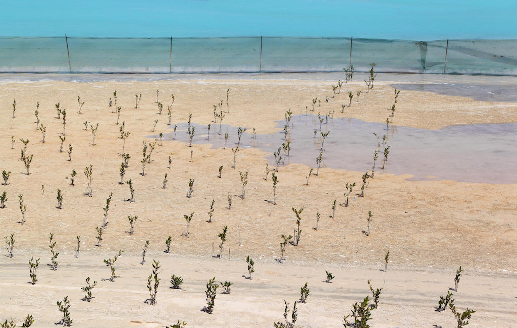 Mangrove Rehabilitation FRRHXF