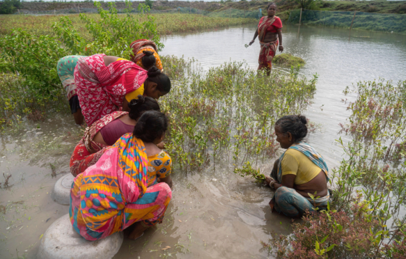 Women plant mangrove saplings in the riverside in the Sundarbans.