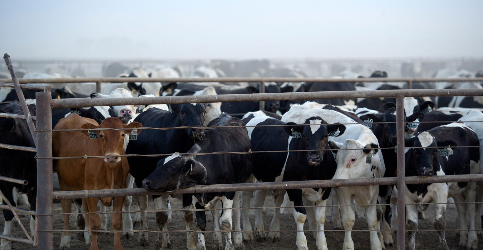 30,000 cattle at the Rocky Ford Feedyard in Colorado stir up a cloud of dust