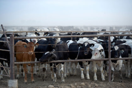 30,000 cattle at the Rocky Ford Feedyard in Colorado stir up a cloud of dust