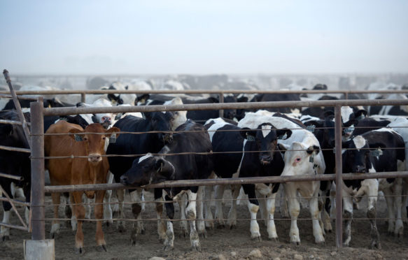 30,000 cattle at the Rocky Ford Feedyard in Colorado stir up a cloud of dust
