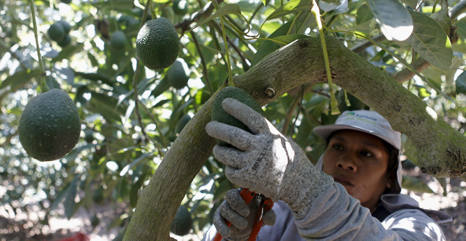 A farm worker picks avocados from Hoja Redonda plantation in Chincha, Peru_