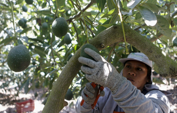 A farm worker picks avocados from Hoja Redonda plantation in Chincha, Peru_