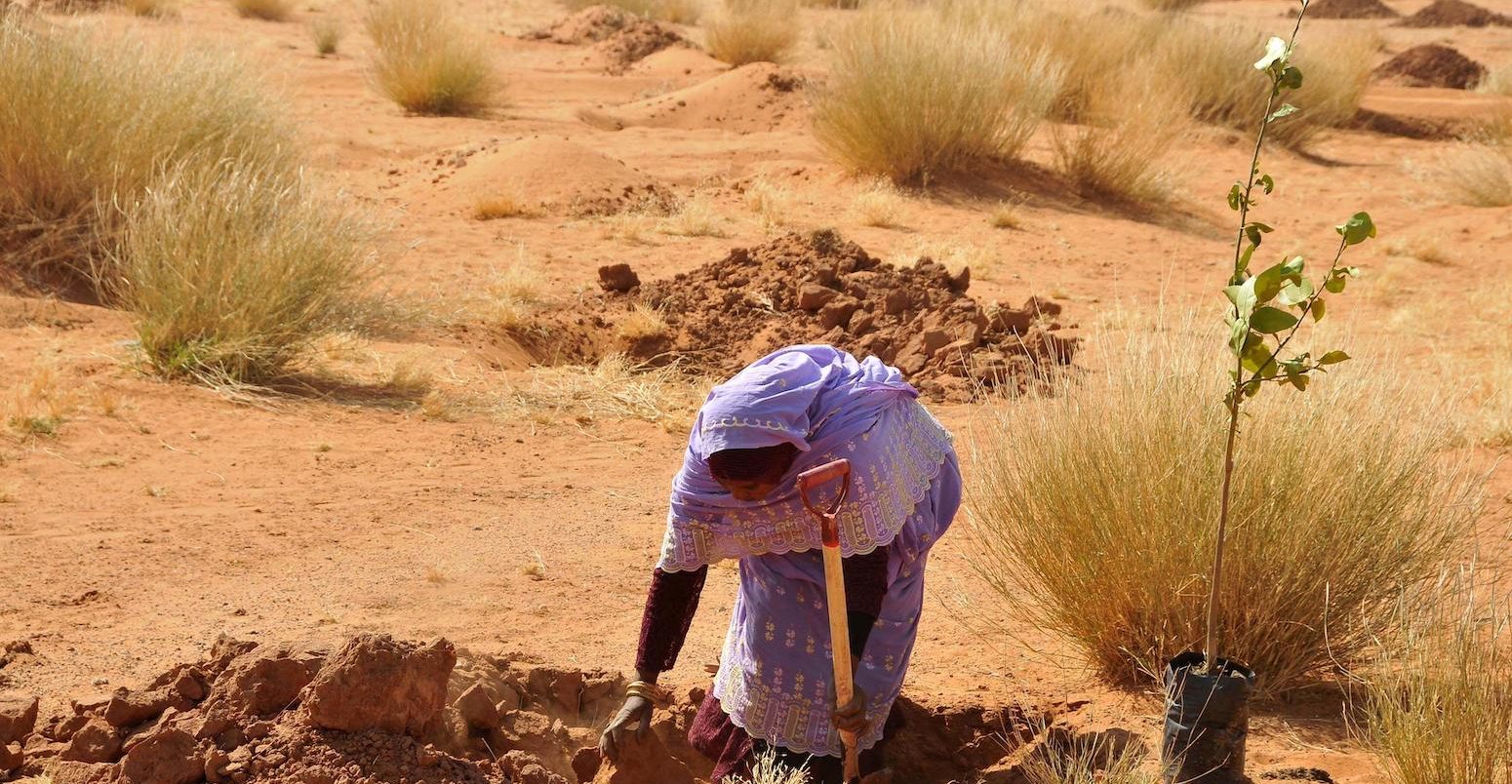 A woman plants tree on the outskirts of Khartoum, Sudan