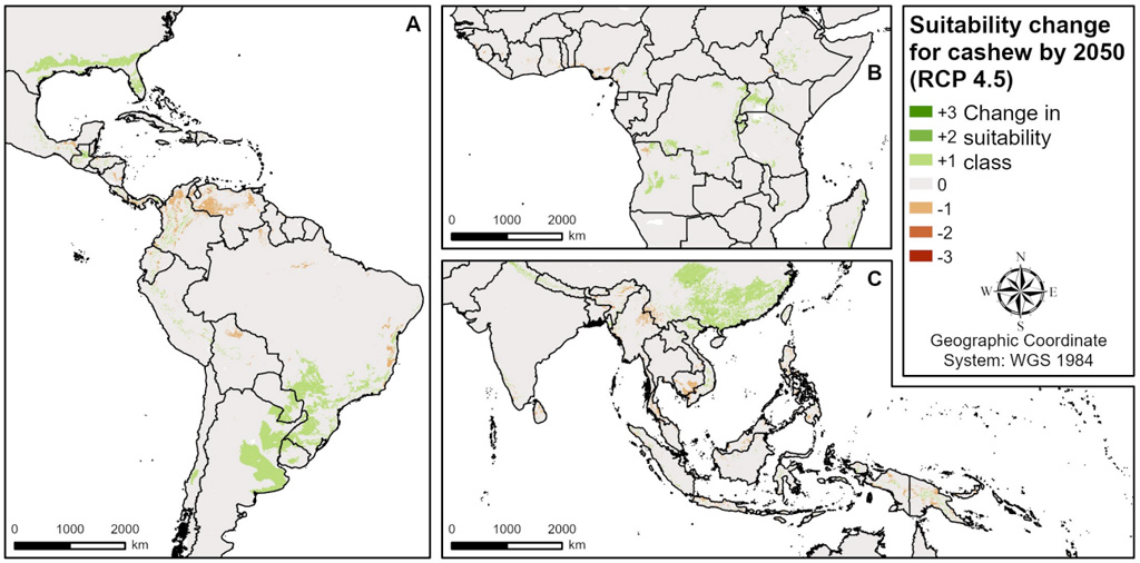 Maps of (a) central and South America, (b) west and central Africa and (c) south and southeast Asia representing the change in cashew-growing suitability by the year 2050