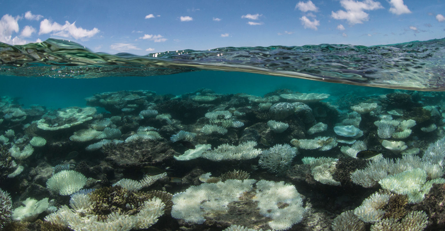 Last refuges for coral reefs to disappear above 1.5C of global warming, study finds