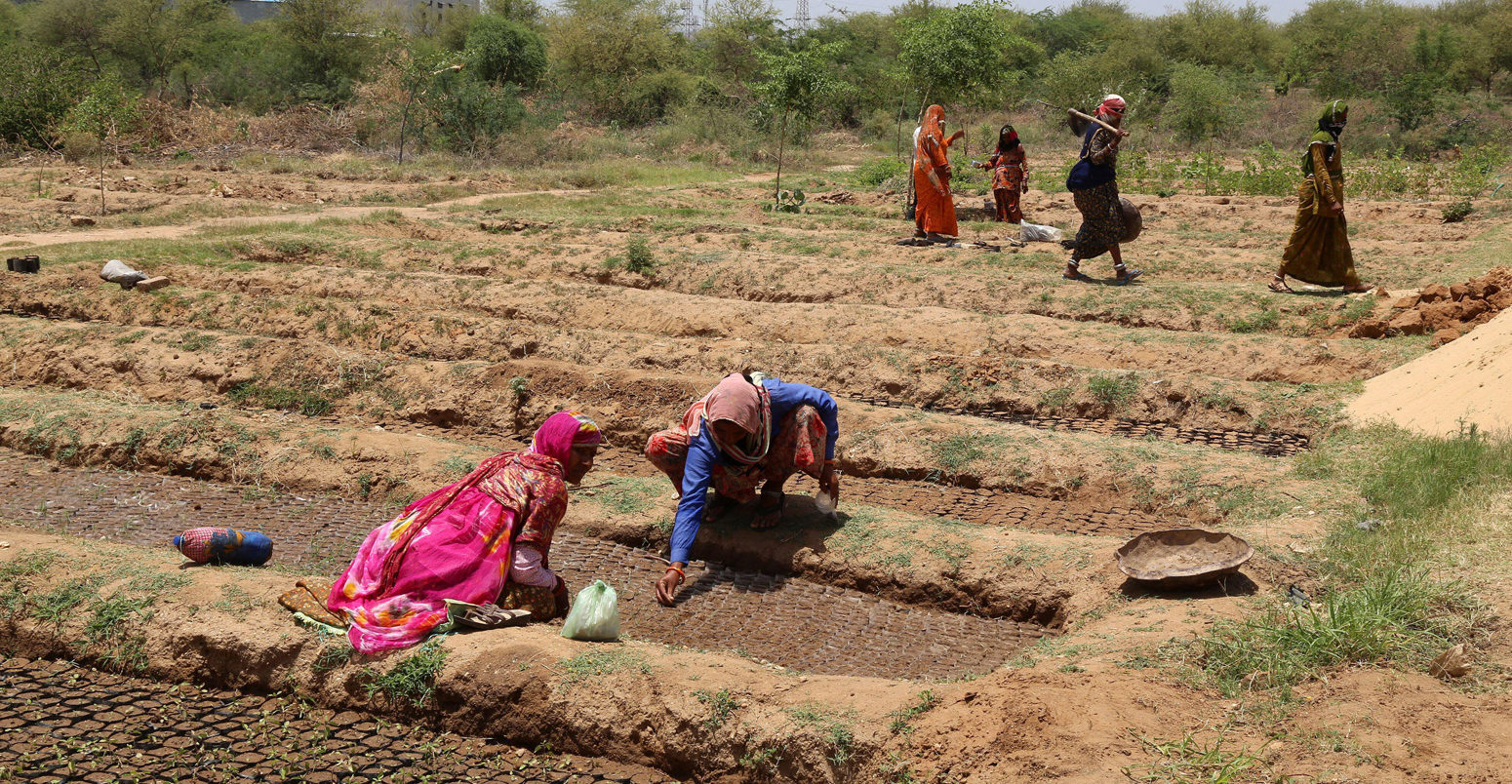 Female workers putting seeds in soil bags at a forest department nursery in Beawar