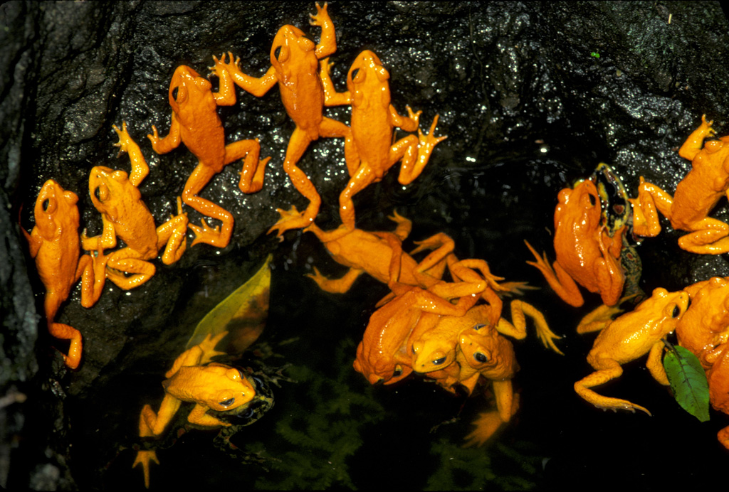 Golden toad mating aggregation in the Cloud Forests of Costa Rica