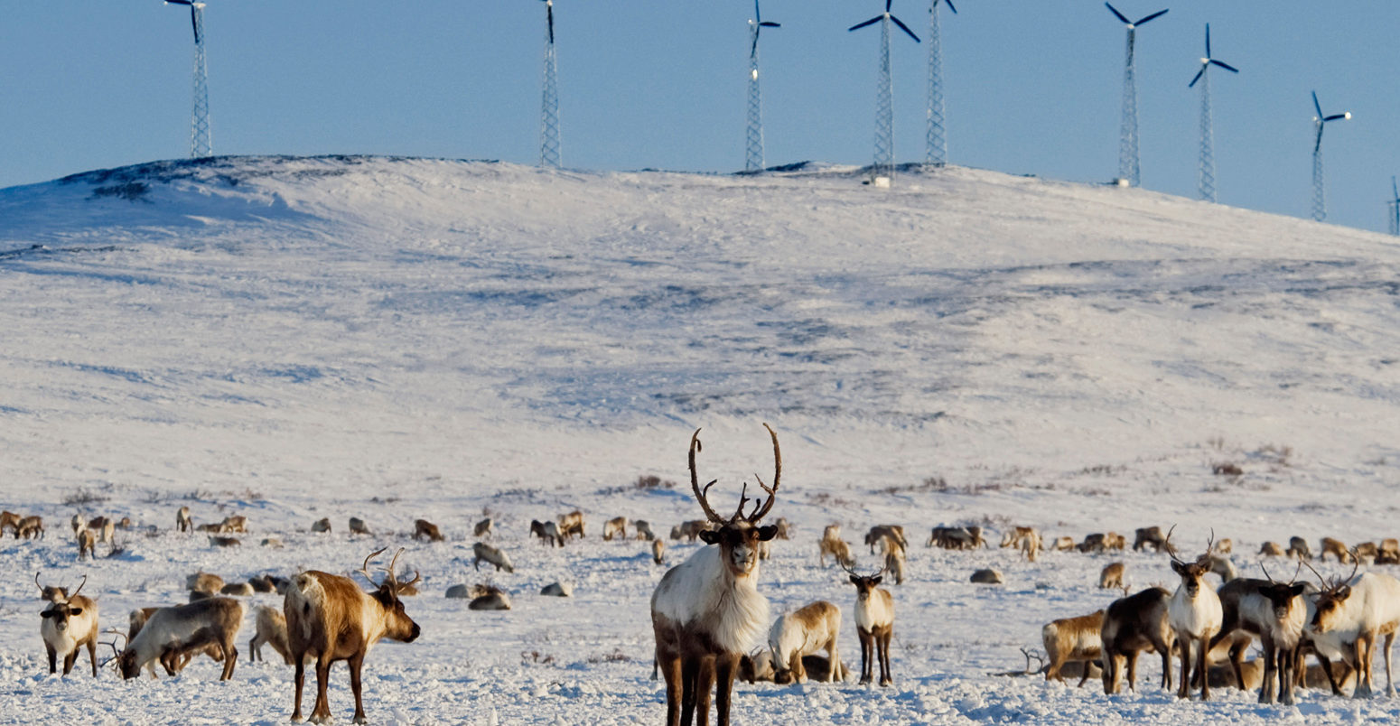 Reindeer browsing on the flats below the Banner Wind Project in Alaska