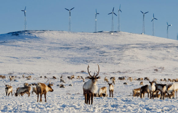Reindeer browsing on the flats below the Banner Wind Project in Alaska